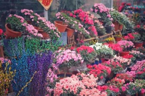 重庆有哪些花鸟市场 有空逛逛花鸟市场吧- 重庆本地宝