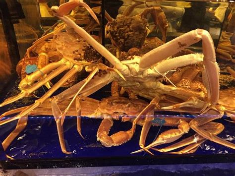 帝王蟹多少钱一只2021？一斤大概要多少钱？什么季节最好吃？