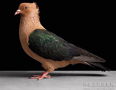 中国常见的观赏鸽品种 图片及简介|芙蓉|品种|凤头_新浪新闻