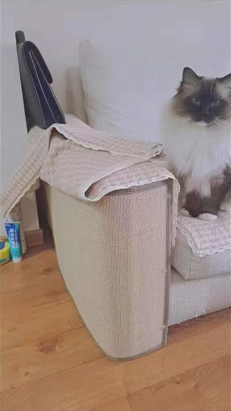 躲在沙发里的灰猫