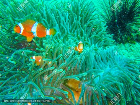 海洋中美丽的小丑鱼和海葵高清图片下载-正版图片600571494-摄图网