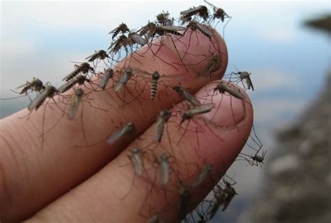 实拍：中国最大的蚊子工厂，每天释放一百万蚊子|蚊子|工厂|沃尔巴克氏体_新浪新闻