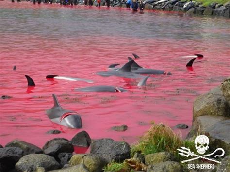 海湾被鲜血染成血红色：100多只海豚和鲸鱼惨遭法罗群岛渔民斩杀 - 神秘的地球 科学|自然|地理|探索