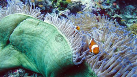 美丽的海葵和小丑鱼共生,鱼类,动物摄影,摄影素材,汇图网www.huitu.com