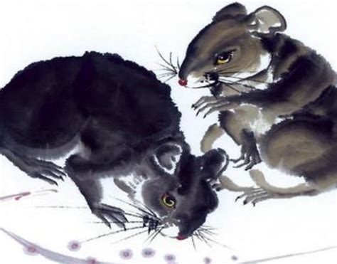 2020年出生的属鼠的宝宝跟生肖鼠会相合吗-属鼠-国学梦