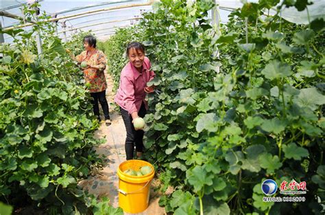 利津县汀罗镇发展生态农业建设绿色乡村-新闻中心-东营网