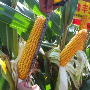 郑单958玉米品种介绍-农百科