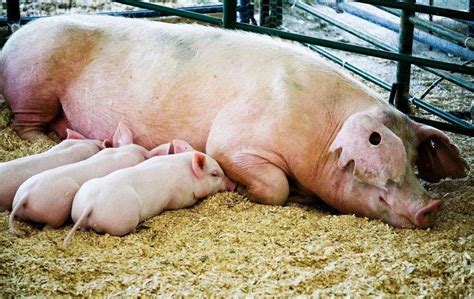 今年养殖10头母猪，明年开宝马，这说法是“坑”，还是真有其事呢__财经头条