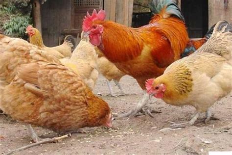 养鸡有什么方法 养鸡的5大技术和4种方法 | 说明书网
