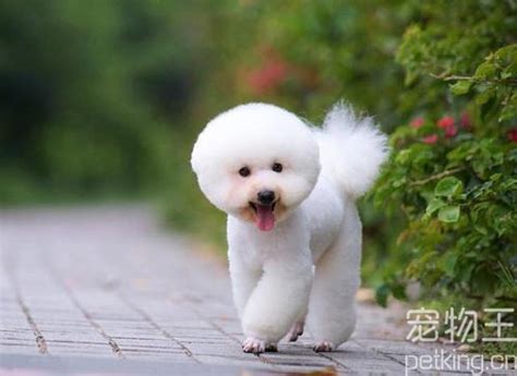 纯白色的狗有哪些品种?十大白色宠物狗品种!又萌又漂亮~_京巴_萨摩耶_颜色