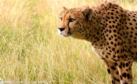 世界上速度最快的动物排行 五种 (猎豹排第二 比人类快三陪)_探秘志