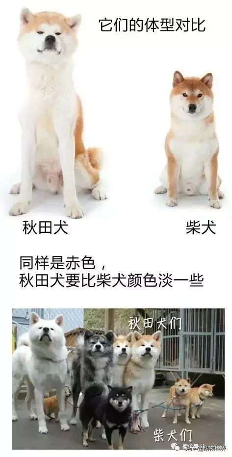 一篇文章讲清楚柴犬的性格、特点、简介和名字由来 - 柴豆豆柴犬