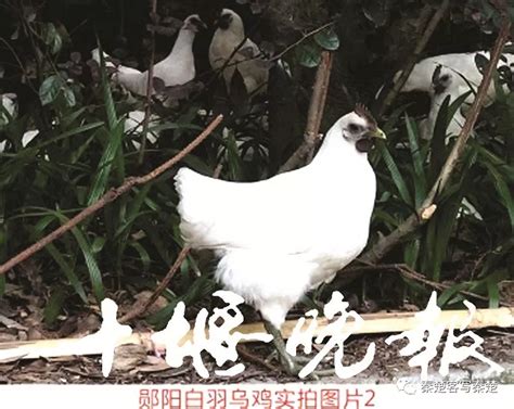 七彩山鸡养殖前景，附养殖方法 - 农敢网