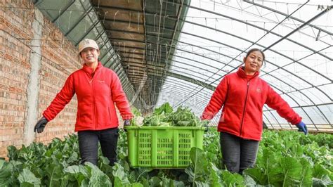 崆峒区：园区示范引领蔬菜全产业链发展|崆峒区|蔬菜|产业链_新浪新闻