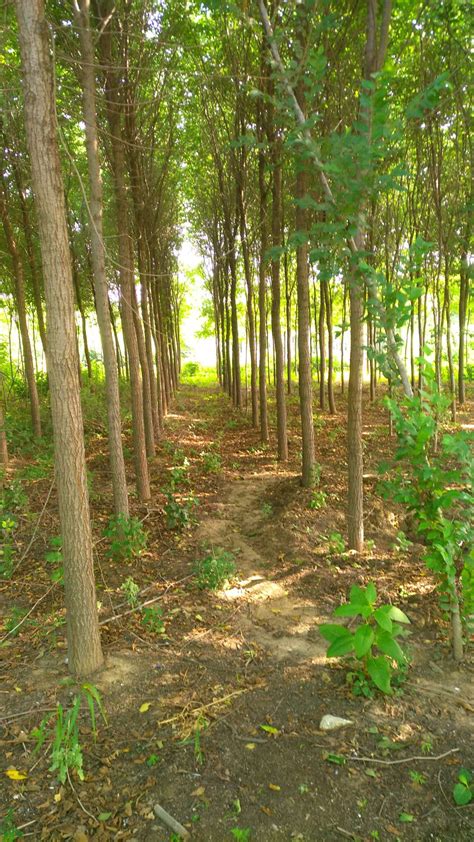 重庆铜梁区 320亩苗圃苗木基地转让 - 土地资源供应 - 农伞网