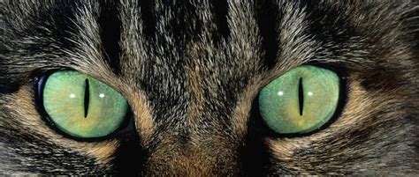 从早晨、中午到夜晚，猫的眼睛为什么都是不一样的