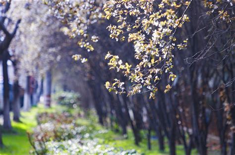 春暖花开图片素材-正版创意图片400114634-摄图网