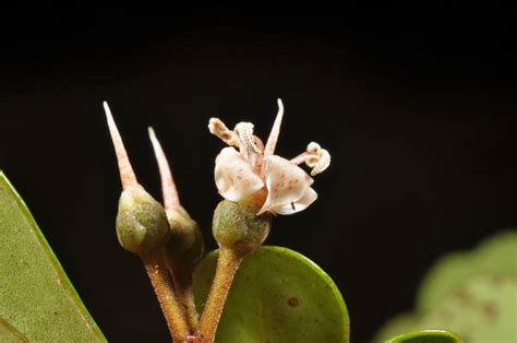 Aegiceras floridum (Primulaceae) image 90305 at PhytoImages.siu.edu