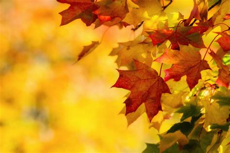 秋季风景唯美图片 - 站长素材