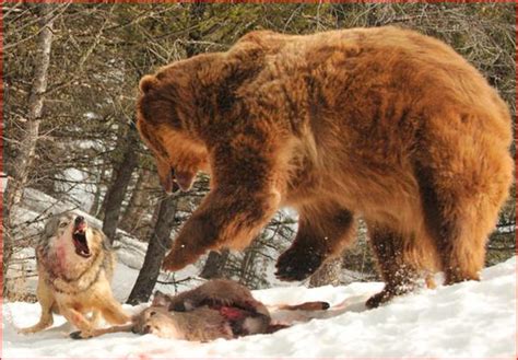 狼群和鬣狗群团战，狼和人类、灰熊、美洲狮单挑，谁会胜利？