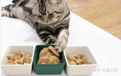 猫粮怎么喂一次喂多少（猫咪每个阶段的喂食量） - 胖萌舍宠物网