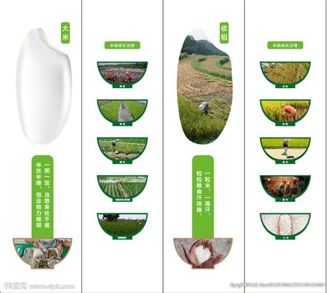 水稻直播种植方法 水稻直播高产栽培技术的步骤与要点_知秀网