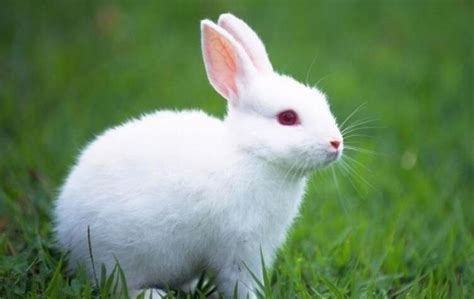 小白兔的外形特点描写,小白兔的外形描写_大山谷图库