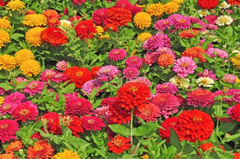 40个色彩缤纷的花园创意，颜色大爆炸，整个花园变得无比漂亮！|大爆炸|花朵|紫色_新浪新闻