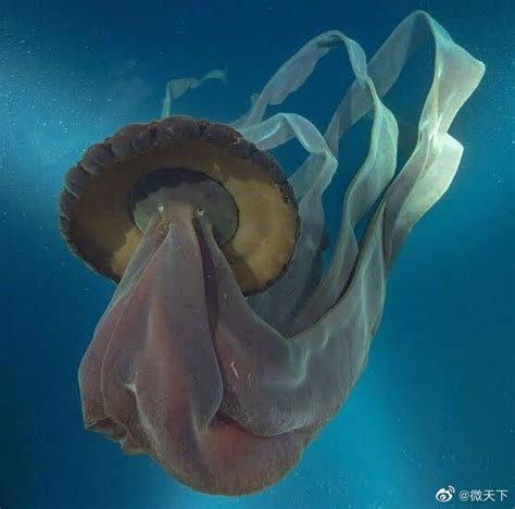 深海水母的触须（巨型冥河水母现身加州深海，触手长达10米，海洋深处究竟多恐怖？） | 说明书网