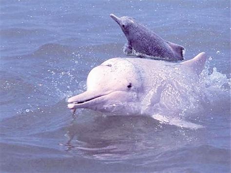 【自然-转载】中华白海豚最新形象宣传片出炉亮相啦！来这里重新认识“海上国宝”！_部门动态_台山市人民政府门户网站