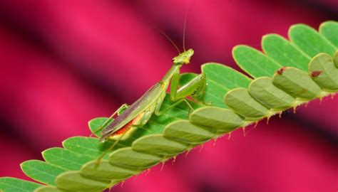 螳螂吃什么食物 螳螂自然界重要的生态平衡维护者-四得网