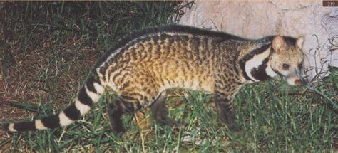 小灵猫 Viverricula indica - 物种库 - 国家动物标本资源库