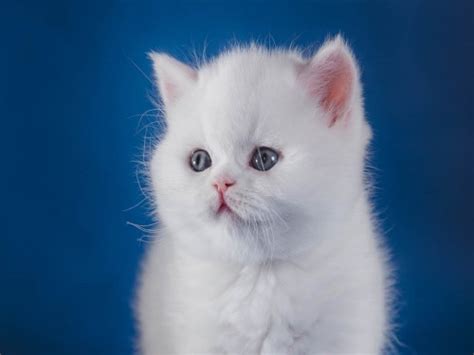 清晨大白猫一直在外喵喵叫，网友一看：这是找我求助呢|大白|猫|喵喵_新浪新闻