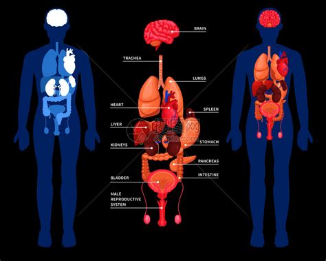 黑色背景矢量图上分离的男体内内脏的人体解剖布局人体解剖内脏布局插画图片下载-正版图片300909301-摄图网