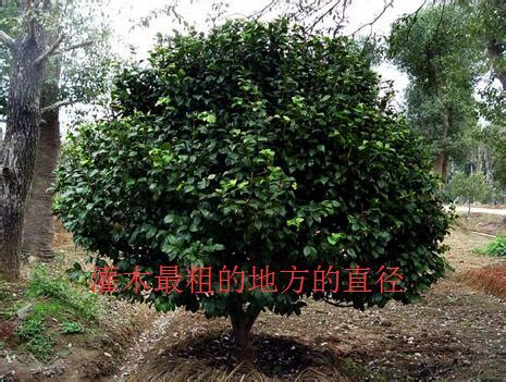 蓬径-种植技术-中国花木网