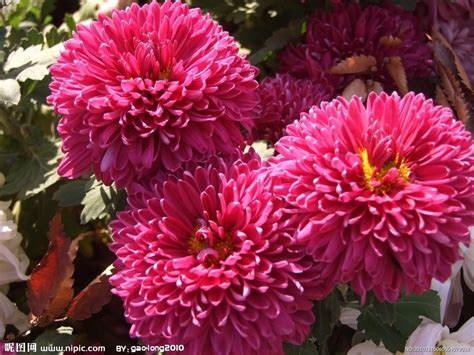 泰达给你最绚秋色！近70个品种3000余盆菊花在这里怒放！