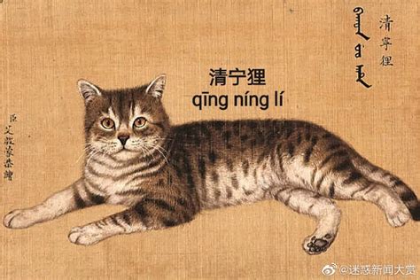猫咪起名字方法：好听的猫咪名字推荐_知秀网