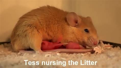 非常小的老鼠宝宝的特写镜头。高清摄影大图-千库网