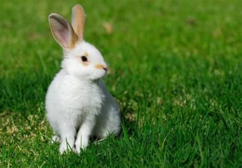 87年属兔人十年大运,20年属兔有红鸾,属兔2021年运势及运程_大山谷图库