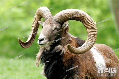 Mouflon, Stock Photo, Picture And Rights Managed Image. Pic. IBR ...