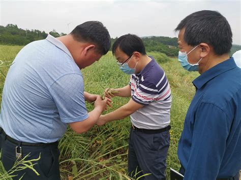 聚焦“中国农谷”荆门屈家岭 打造现代农业示范基地|中国县域经济报