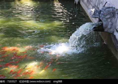 大觉寺放生池中的金鱼高清图片下载_红动中国