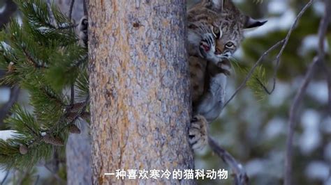 雪地大山猫：猞猁，十秒抓住松鼠，捕猎神速，叫声却很怪异！_腾讯视频