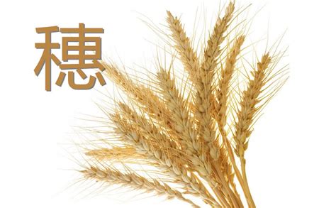 中国小麦地图 - 知乎