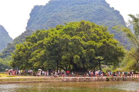 广西三江发现1300年的榕树王，树冠面积达2.3亩，需10人方可合抱 - 知乎