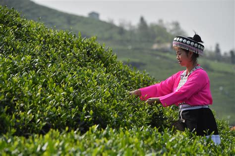 【转载】青春的底色便是茶园的那一抹“翠绿” ——贵州湄潭茶叶科技小院为茶业发展寻“良方”-西南大学资源环境学院