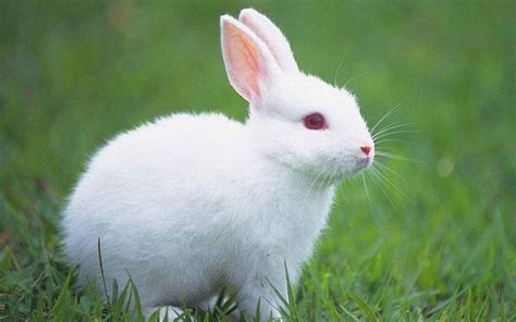 梦见了一只小兔子，把它带回了家 - 原版周公解梦大全