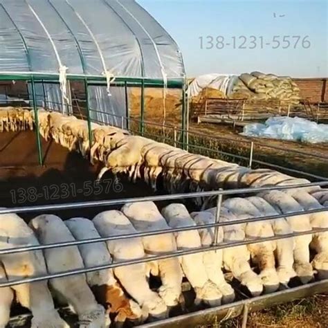 芜湖湖羊种羊基地，成活率高，免费提供养殖技术_砀山县康泽畜禽养殖有限公司