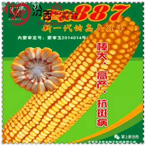常见的玉米品种介绍 - 惠农网