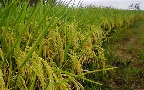 科学网—中国水稻品种正在快速地“去杂交化” - 佟屏亚的博文